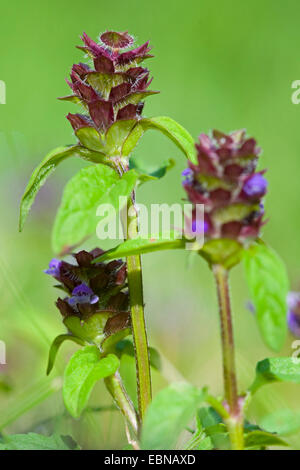 Falegname-erbaccia, guarire tutti e auto-guarire (prunella vulgaris), fioritura, Germania Foto Stock