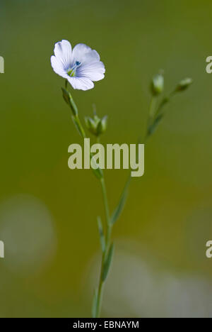 Lino pallido, Pale-Flowered lino (Linum bienne), fioritura Foto Stock