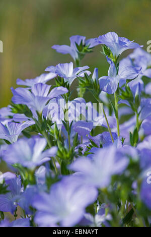 Hairy lino (Linum hirsutum), fioritura Foto Stock