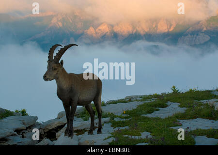 Stambecco delle Alpi (Capra ibex, Capra ibex ibex), in piedi sulla roccia in corrispondenza del bordo di un canyon, Svizzera, Sankt Gallen, Chaeserrugg, Toggenburg Foto Stock