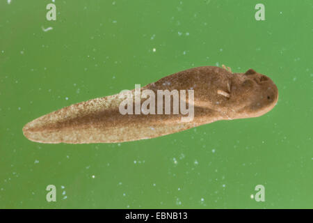 Moor frog (Rana arvalis) girino con branchie esterno Foto Stock