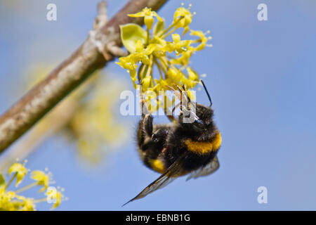 Corniolo legno (Cornus mas), fiore con Bumble Bee, in Germania, in Baviera Foto Stock