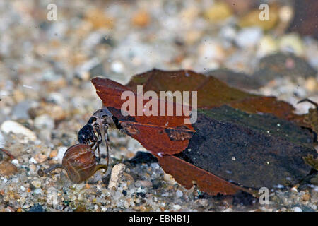 Glyphotaelius pellucidus (Glyphotaelius pellucidus), larva con caddis fatto di foglie di sabbia sul terreno acqua, in Germania, in Baviera Foto Stock