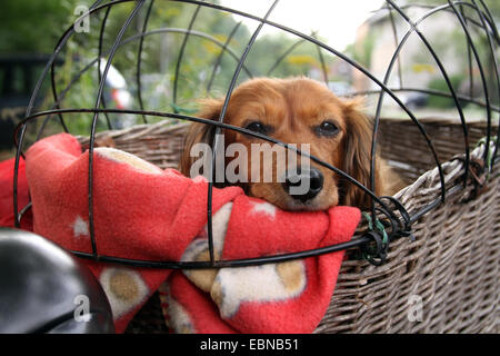 Con i capelli lunghi Bassotto a pelo lungo cane salsiccia, cane domestico (Canis lupus f. familiaris), in un cestino bici, Germania Foto Stock