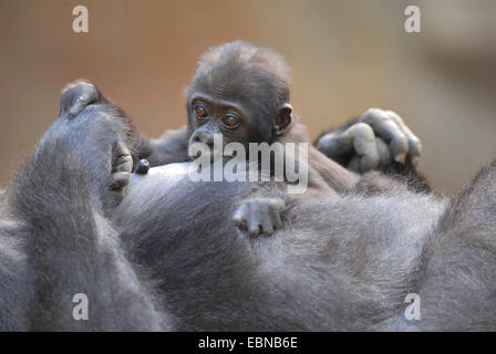 Pianura gorilla (Gorilla gorilla gorilla), gorillababy giacente sul ventre di sua madre Foto Stock
