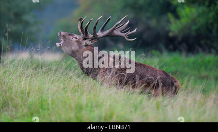 Il cervo (Cervus elaphus), impressionante ruggito stag in solchi stagione, Danimarca Foto Stock