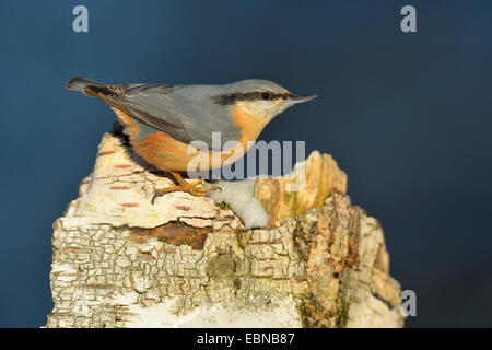 Eurasian picchio muratore (Sitta europaea), sul moncone di betulla con la neve in inverno, GERMANIA Baden-Wuerttemberg Foto Stock