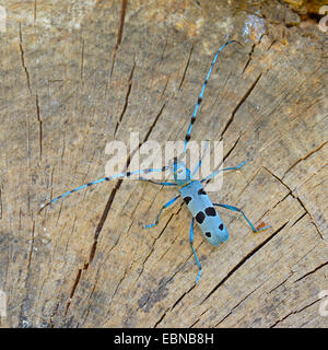 Rosalia longicorn (Rosalia alpina), seduto su un incrocio di un vecchio legno di faggio log , GERMANIA Baden-Wuerttemberg Foto Stock