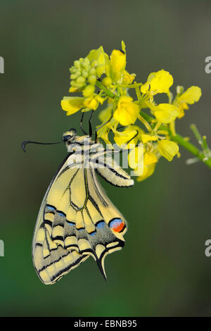 Coda forcuta (Papilio machaon), di recente il tratteggio butterfly, GERMANIA Baden-Wuerttemberg Foto Stock