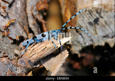 Rosalia longicorn (Rosalia alpina), su un vecchio legno di faggio tronco, GERMANIA Baden-Wuerttemberg Foto Stock