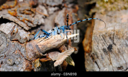 Rosalia longicorn (Rosalia alpina), su un vecchio legno di faggio tronco, GERMANIA Baden-Wuerttemberg Foto Stock