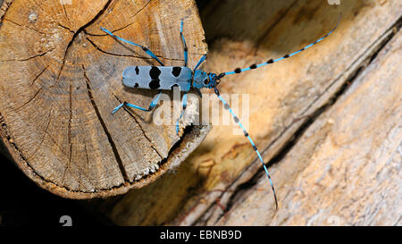 Rosalia longicorn (Rosalia alpina), seduto su un incrocio di un vecchio legno di faggio log , GERMANIA Baden-Wuerttemberg Foto Stock