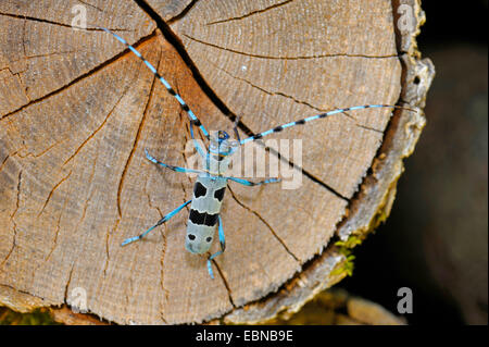 Rosalia longicorn (Rosalia alpina), seduto su un incrocio di un vecchio legno di faggio log , GERMANIA Baden-Wuerttemberg Foto Stock