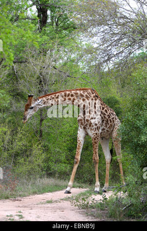 Cape giraffe (Giraffa camelopardalis giraffa), mangiare permanente tra gli alberi sulla massa di suolo, Kenya, Parco Nazionale Kruger Foto Stock