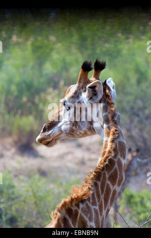 Cape giraffe (Giraffa camelopardalis giraffa), girando la testa, Sud Africa, Parco Nazionale Kruger Foto Stock