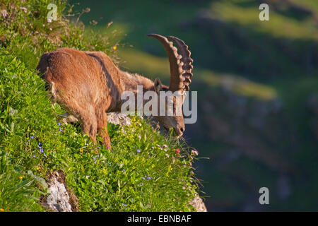 Stambecco delle Alpi (Capra ibex, Capra ibex ibex), ibex su un pendio nella luce del mattino il pascolo, Svizzera, Toggenburgo, Chaeserrugg Foto Stock