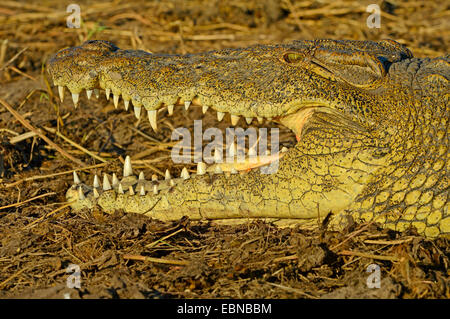 Coccodrillo del Nilo (Crocodylus niloticus), coccodrillo in appoggio su un banco di sabbia in un fiume di luce della sera, Botswana Chobe National Park Foto Stock