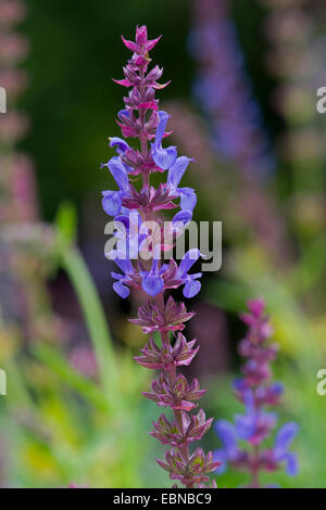 Bosco, salvia sclarea balcanica, legno salvia (Salvia nemorosa ,), infiorescenza Foto Stock