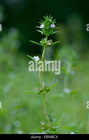 Santoreggia, nepitella (Satureja hortensis), infiorescenza Foto Stock