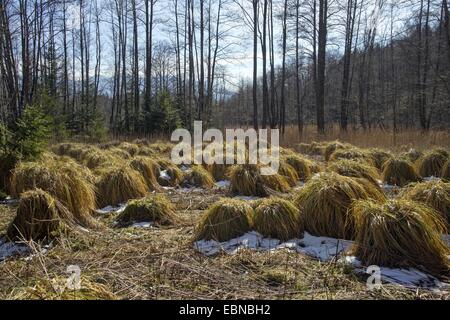 Maggiore tussock-carici (Carex paniculata), ex turf scavando a Murnau brughiera, in Germania, in Baviera, Alta Baviera, Baviera superiore Foto Stock