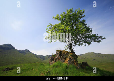 European mountain-cenere, rowan tree (Sorbus aucuparia), albero sul boulder , Regno Unito, Scozia Foto Stock