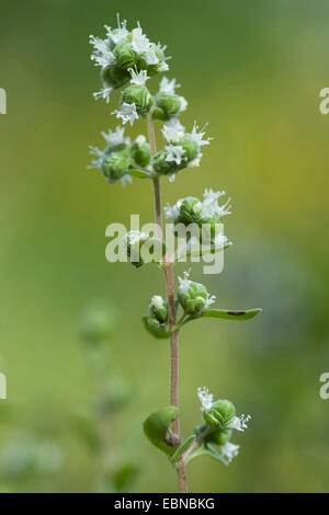 La maggiorana, annodato MAGGIORANA (Origanum majorana, Majorana hortensis), infiorescenza Foto Stock