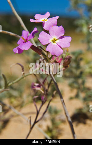 Stock di sabbia (Malcolmia littorea), infiorescenza, Portogallo Foto Stock