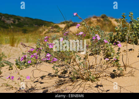 Stock di sabbia (Malcolmia littorea), fioritura, Portogallo Foto Stock