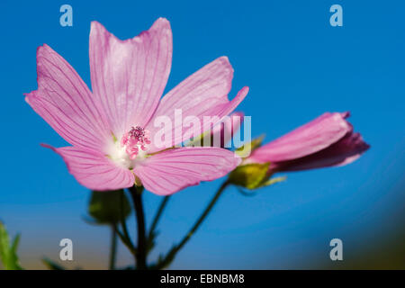 Musk mallow, muschio cheeseweed (Malva moschata), fiori e bocciolo contro il cielo blu, Germania Foto Stock