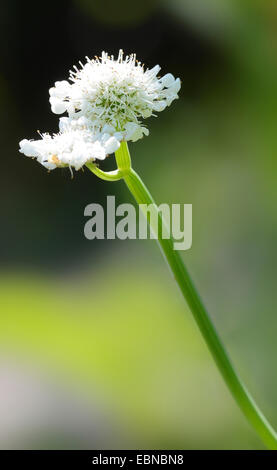 Acqua tubolare dropwort (Oenanthe fistulosa), infiorescenza in controluce, in Germania, in Renania settentrionale-Vestfalia Foto Stock