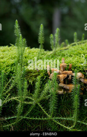 Clubmoss rigida, massa rigida-pine (Lycopodium annotinum), striscianti su un albero intoppo con funghi, in Germania, in Baviera, Alta Baviera, Baviera superiore Foto Stock