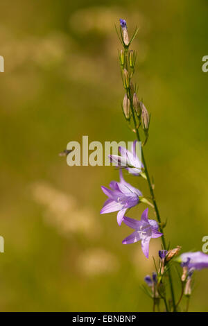 Rapunculus Campanula (Campanula rapunculus), infiorescenza con avvicinamento di insetto, in Germania, in Renania Palatinato Foto Stock