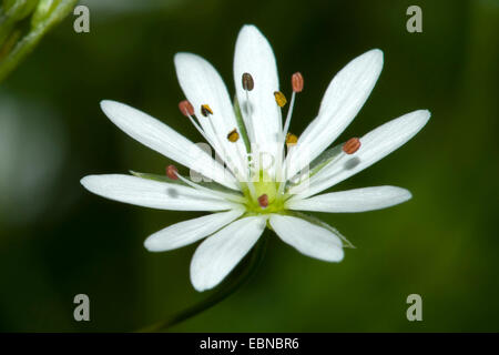 Lesser stitchwort, poco starwort (Stellaria graminea), fiore, Germania Foto Stock