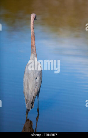 REDDISH garzetta (Egretta rufescens) Everglades National Park, Florida, Stati Uniti d'America. Foto Stock