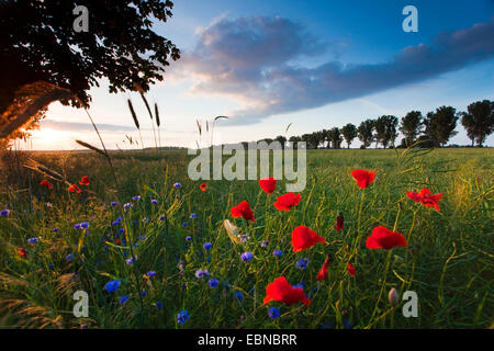 Comune di papavero, mais, papavero rosso papavero (Papaver rhoeas), con fiori di mais al confine di un campo nella luce della sera, Germania, Brandeburgo, Vogtlaendische Schweiz Foto Stock