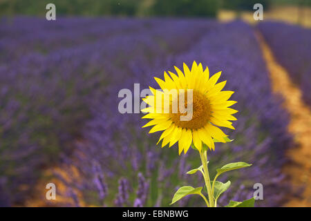 Comune di girasole (Helianthus annuus), girasole nella parte anteriore di un campo di lavanda , Francia, Provenza, Verdon, Valensole Foto Stock