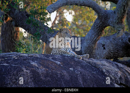 Ceylon-Leopard, leopardo dello Sri Lanka (Panthera pardus kotiya), giacente su una roccia , Sri Lanka, Yala National Park Foto Stock