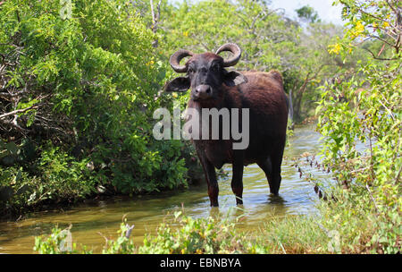 Asian bufalo d'acqua, wild water buffalo, carabao (Bubalus bubalis, Bubalus arnee), ione permanente di un torrente, Sri Lanka, Yala National Park Foto Stock