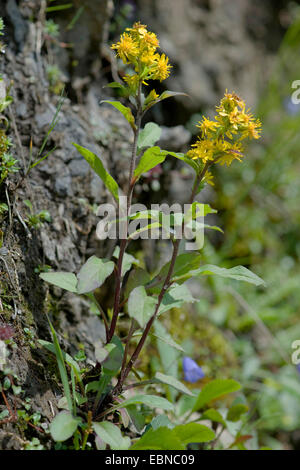 Oro, verga d'oro (Solidago virgaurea subsp. minuta, Solidago virgaurea minuta), fioritura, in Germania, in Baviera Foto Stock