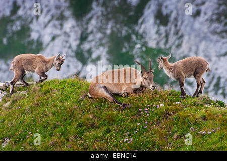 Stambecco delle Alpi (Capra ibex, Capra ibex ibex), femmina con due giovani ad una pendenza, Svizzera, Toggenburgo, Chaeserrugg Foto Stock