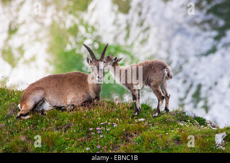 Stambecco delle Alpi (Capra ibex, Capra ibex ibex), femminili e di bambini su un pendio, Svizzera, Toggenburgo, Chaeserrugg Foto Stock