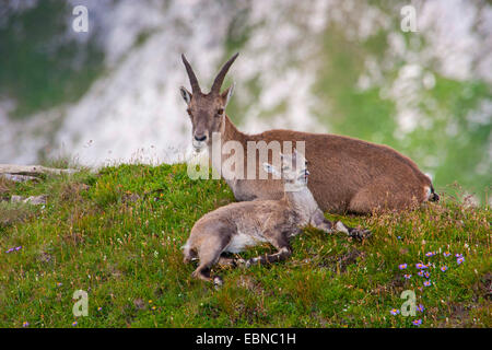 Stambecco delle Alpi (Capra ibex, Capra ibex ibex), femminili e di bambini in un pendio, Svizzera, Toggenburgo, Chaeserrugg Foto Stock