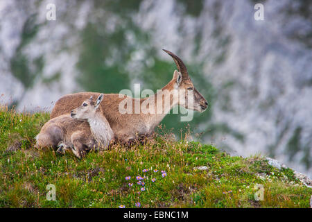 Stambecco delle Alpi (Capra ibex, Capra ibex ibex), femminili e di bambini in un pendio, Svizzera, Toggenburgo, Chaeserrugg Foto Stock