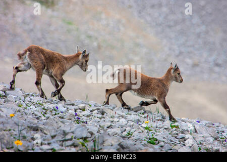 Stambecco delle Alpi (Capra ibex, Capra ibex ibex), twi novellame camminando su un pendio roccioso, Svizzera, Toggenburgo, Chaeserrugg Foto Stock