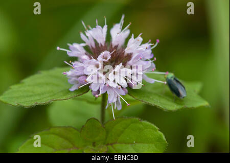 Wild Water mint, acqua di menta, menta Cavallo (Mentha aquatica), whorl di fiori, Germania Foto Stock