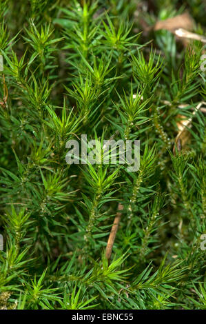 Star Moss, Haircap Moss, capelli Moss (Polytrichum formosum, Polytrichum attenuatum), Germania Foto Stock