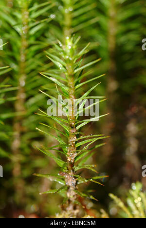 Star Moss, Haircap Moss, capelli Moss (Polytrichum formosum, Polytrichum attenuatum), twiglet, Germania Foto Stock