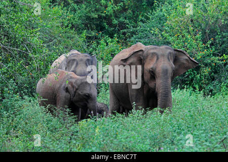 Sri Lanka Elefanti Elefante Asiatico, elefante Asiatico (Elephas maximus, Elephas maximus maximus), mucca elefanti e lattanti in piedi nel sottobosco, Sri Lanka, Udawalawe parco nazionale Foto Stock