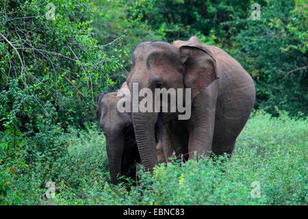 Sri Lanka Elefanti Elefante Asiatico, elefante Asiatico (Elephas maximus, Elephas maximus maximus), mucca elefante e giovane animale in piedi nel sottobosco, Sri Lanka, Udawalawe parco nazionale Foto Stock