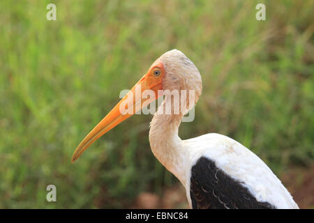 Dipinto di Stork (Mycteria leucocephala, Ibis leucocephalus), ritratto, Sri Lanka, Yala National Park Foto Stock